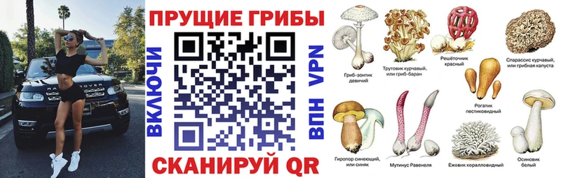 Купить где  Каменск-Уральский  Псилоцибиновые грибы Psilocybine cubensis 